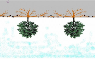 Un cultivo difícil