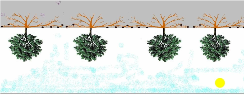 Un cultivo difícil
