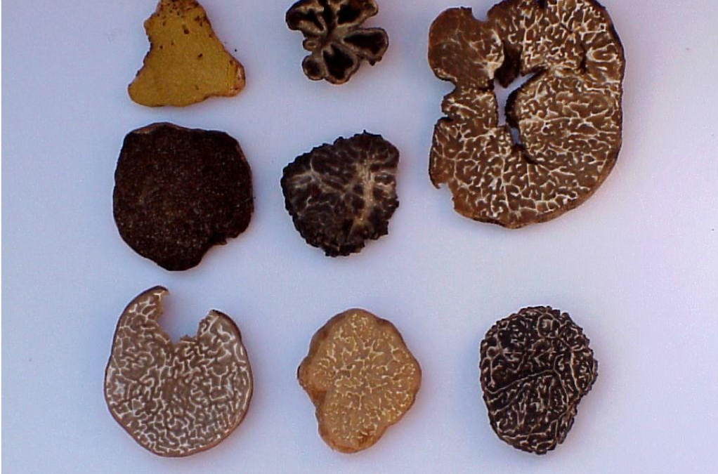 Especies de trufas