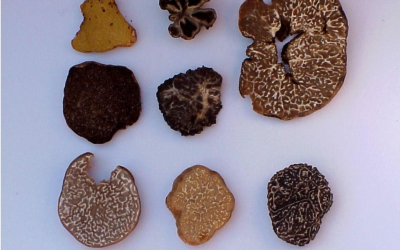 Especies de trufas